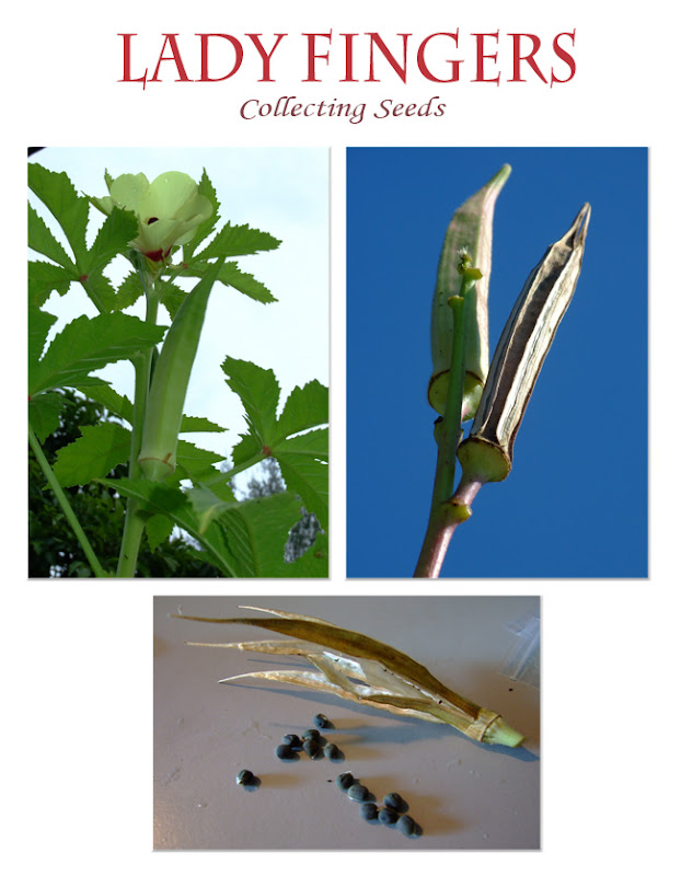 My Sunny Happy Garden Lady Fingers From Seeds to Seedlings